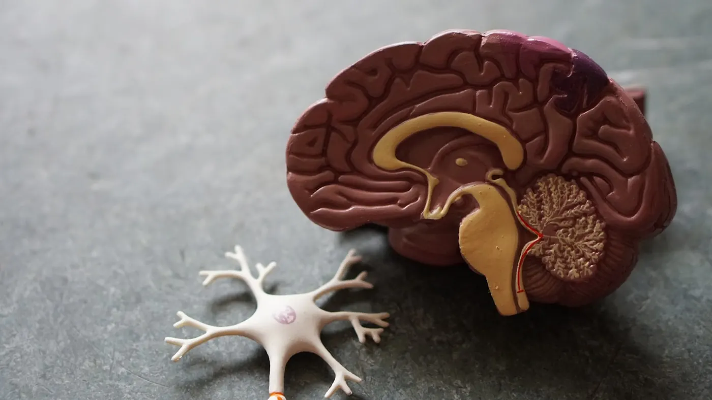 Accompagnement addiction — mécanismes cérébraux et émotionnels